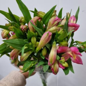 ALSTROEMERIA CHANEL