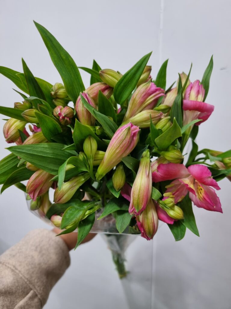 ALSTROEMERIA CHANEL
