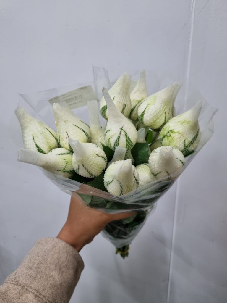 ROSA TINEKE 040