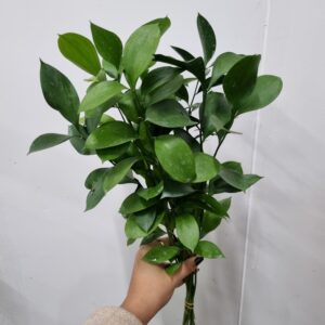 RUSCUS 050 A 060