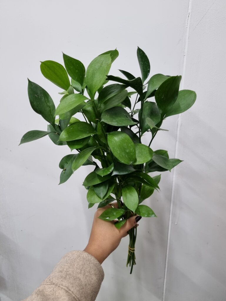 RUSCUS 050 A 060