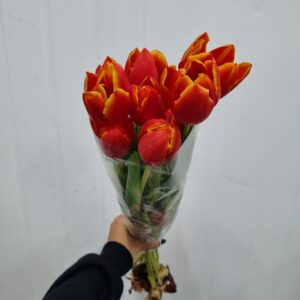 TULIPA LARANJA