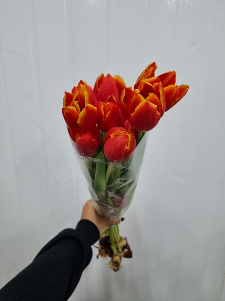 TULIPA LARANJA