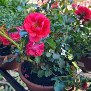 VASO ROSA C21