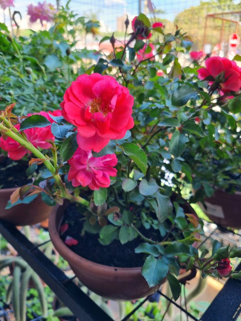VASO ROSA C21