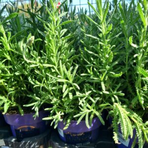 VASO LAVANDULA  P15