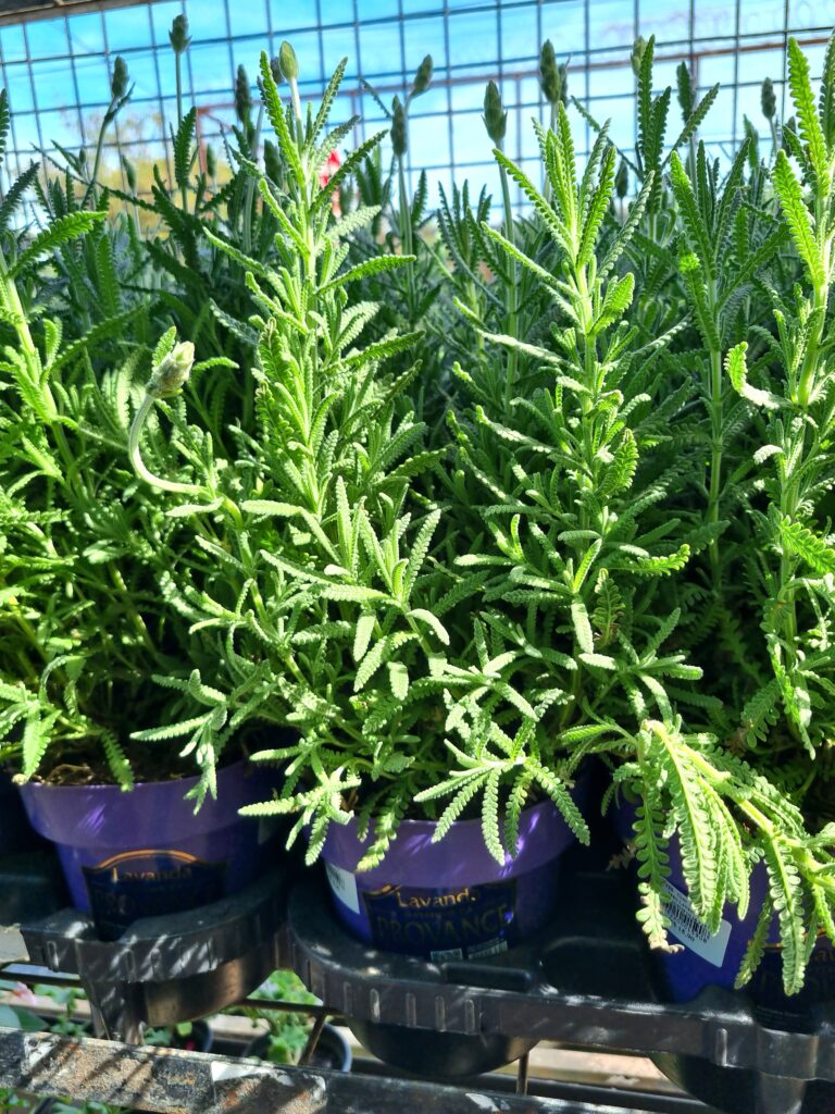 VASO LAVANDULA  P15