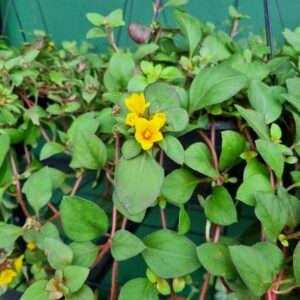 VASO LYSIMACHIA C21