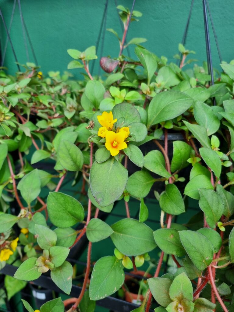 VASO LYSIMACHIA C21