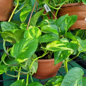VASO JIBOIA PENDENTE C21 M