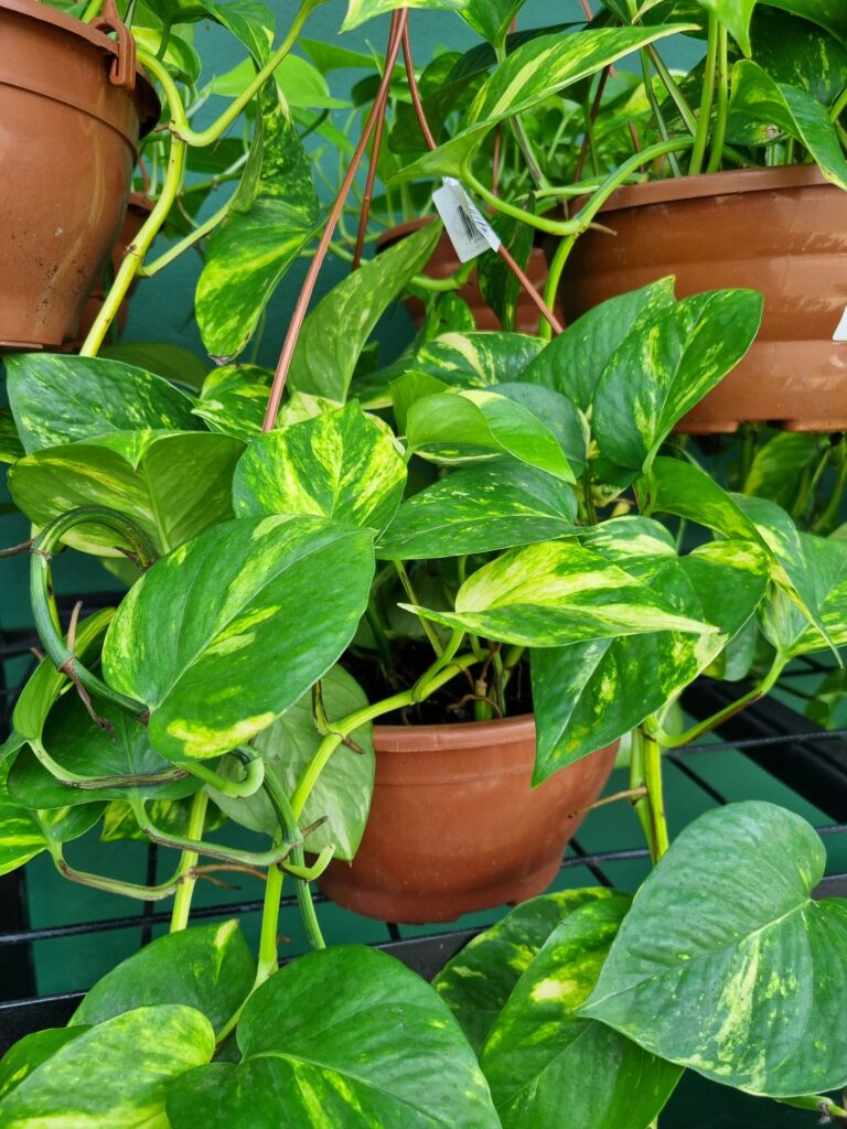 VASO JIBOIA PENDENTE C21 M