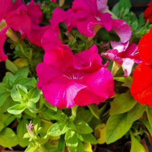 MUDA PETUNIA