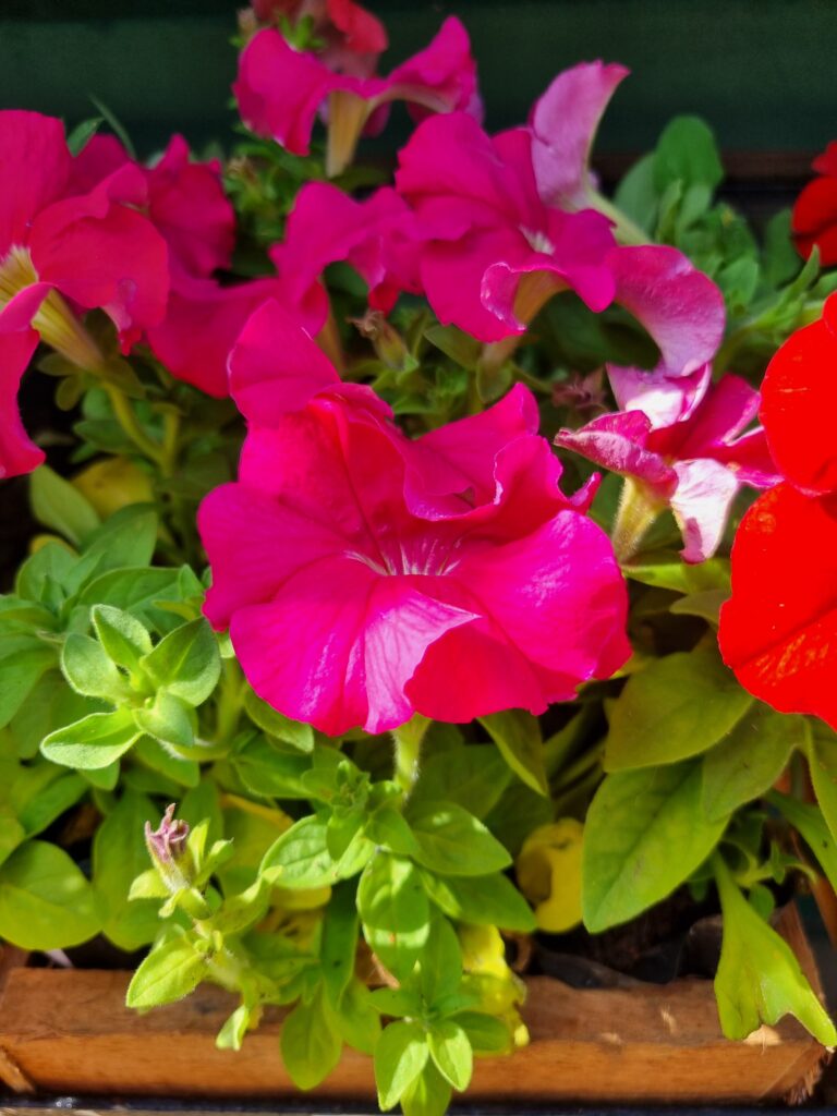 MUDA PETUNIA