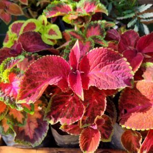 MUDA COLEUS