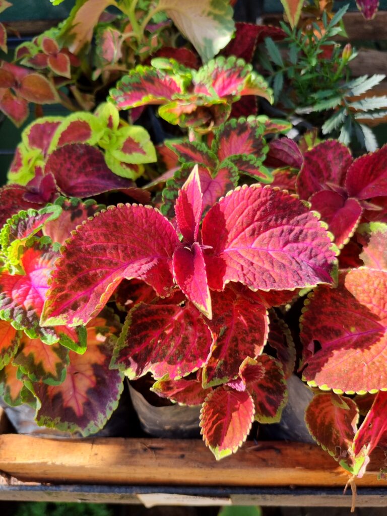 MUDA COLEUS