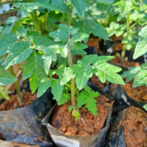 MUDA TOMATE CEREJA