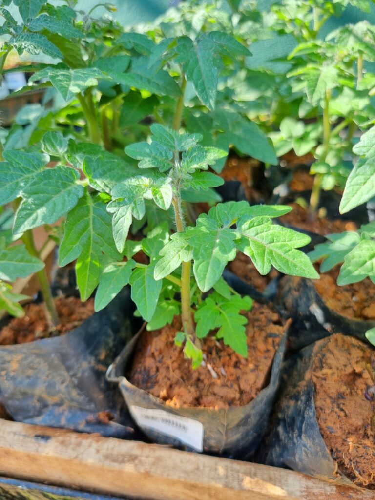 MUDA TOMATE CEREJA