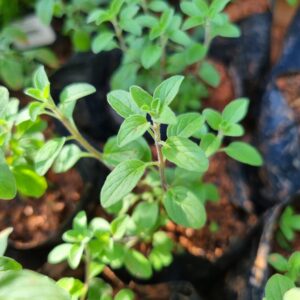 MUDA OREGANO