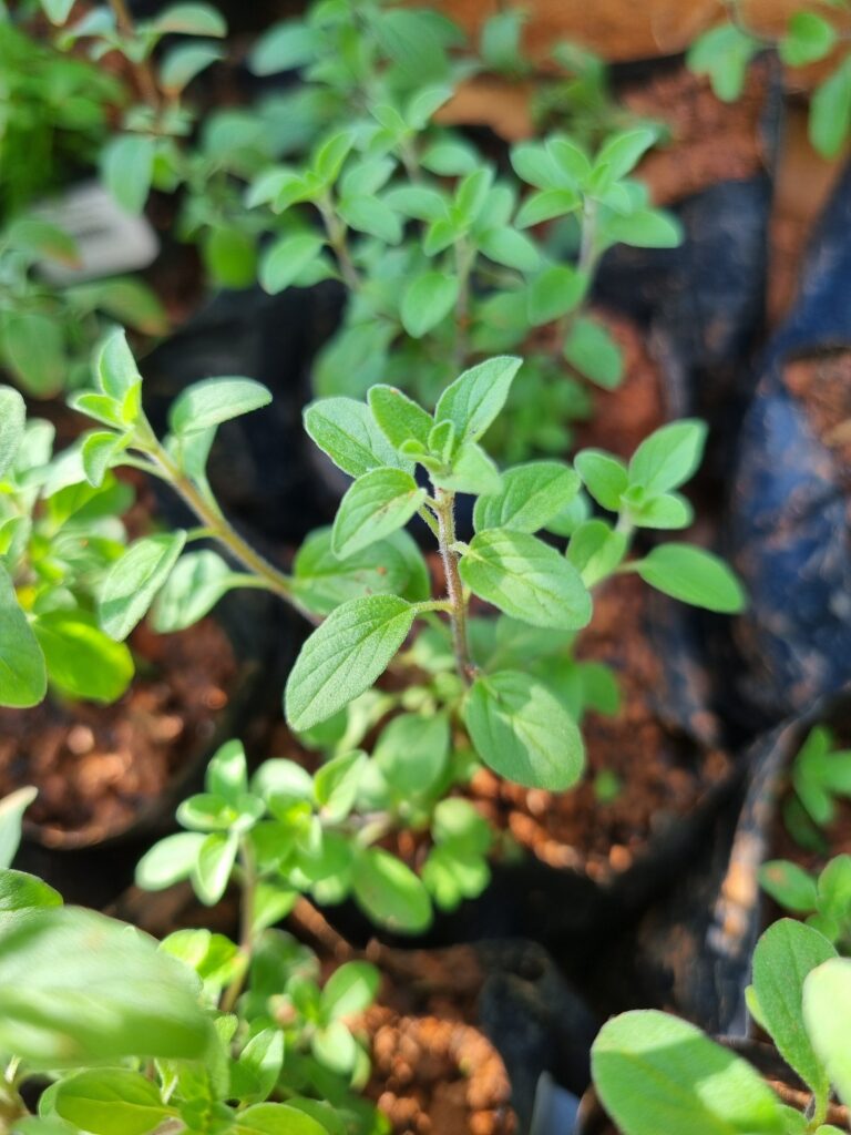 MUDA OREGANO