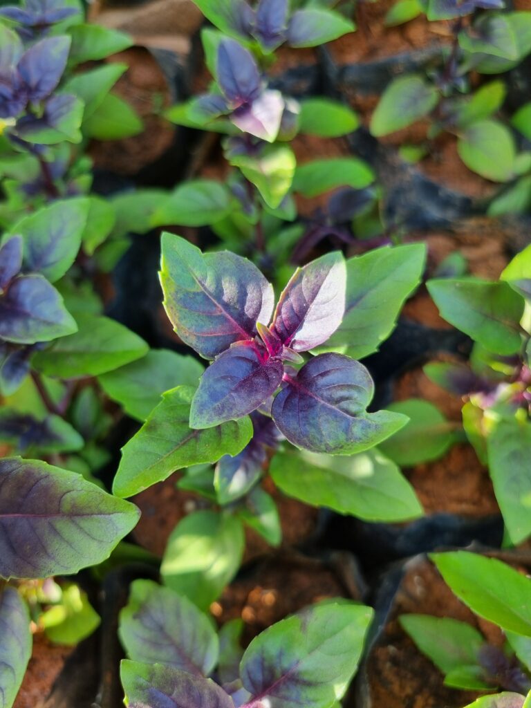 MUDA MANJERICÃO ROXO