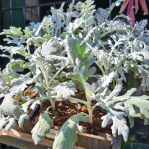MUDA CINERARIA