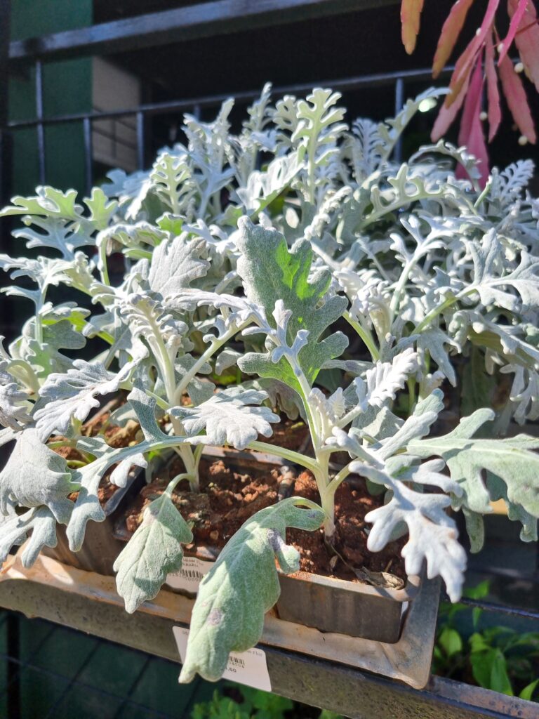 MUDA CINERARIA