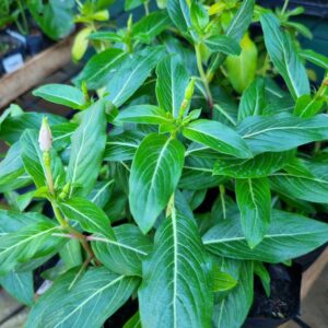 MUDA VINCA