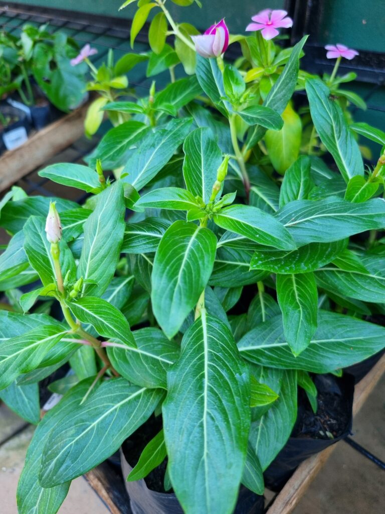 MUDA VINCA