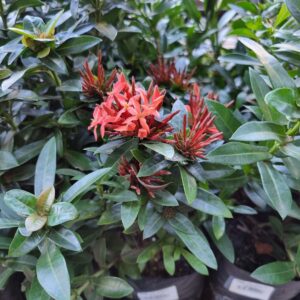 MUDA IXORA MINI VERMELHO
