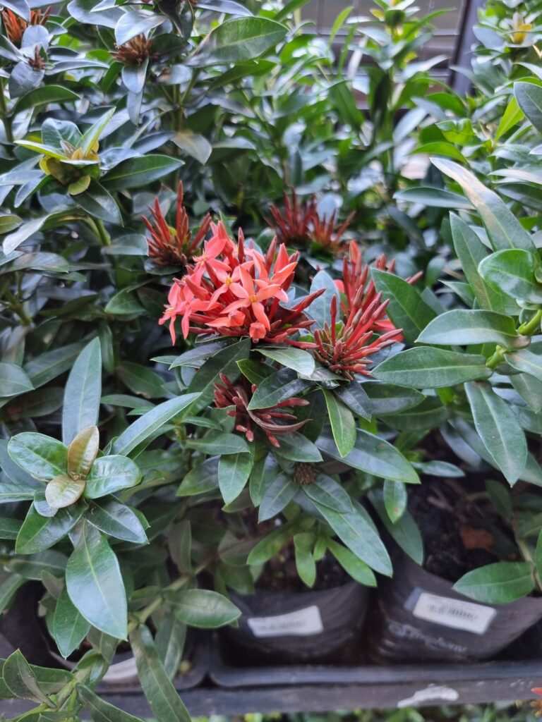 MUDA IXORA MINI VERMELHO