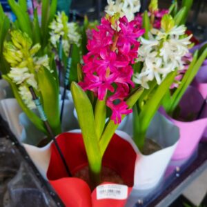 VASO HYACINTHUS P09