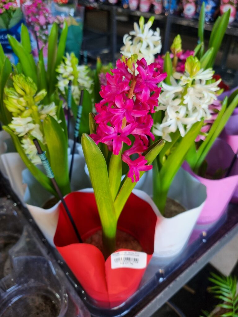 VASO HYACINTHUS P09