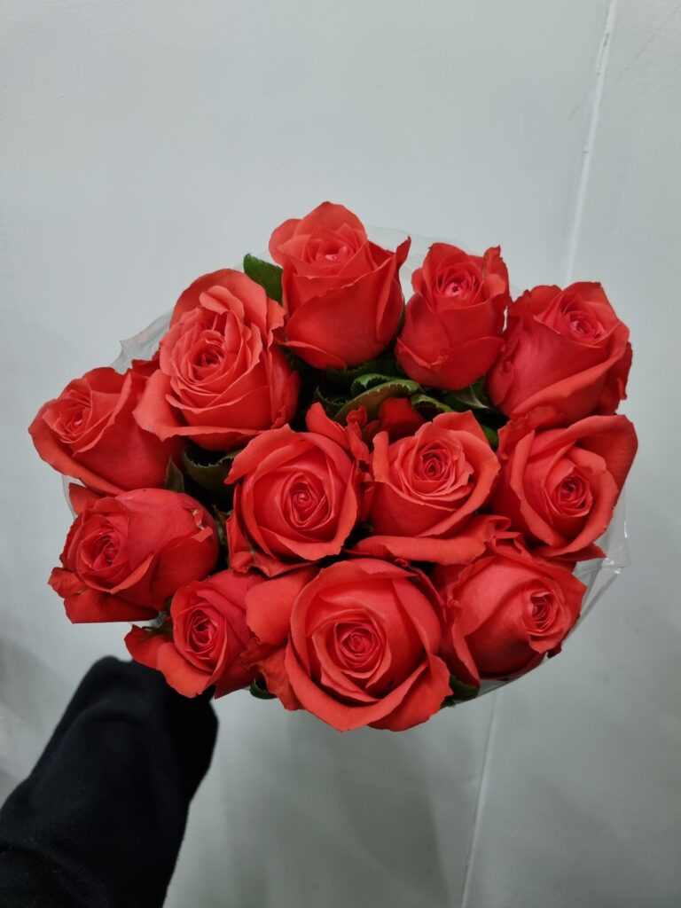 ROSA ROCKSTAR 050