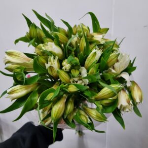 ALSTROEMERIA VARIADA