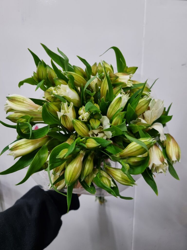 ALSTROEMERIA VARIADA