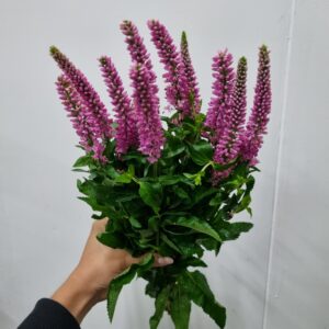 VERONICA SKYLER PINK