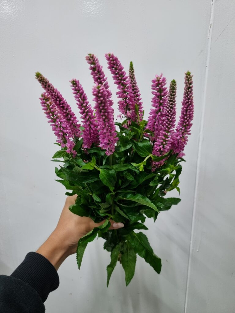 VERONICA SKYLER PINK