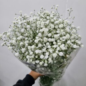 GYPSOPHILA PANICULATA