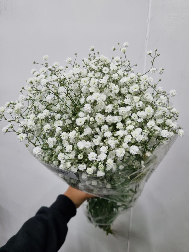 GYPSOPHILA PANICULATA