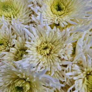 CRISANTEMO SHEENA WHITE (MACARRAO)