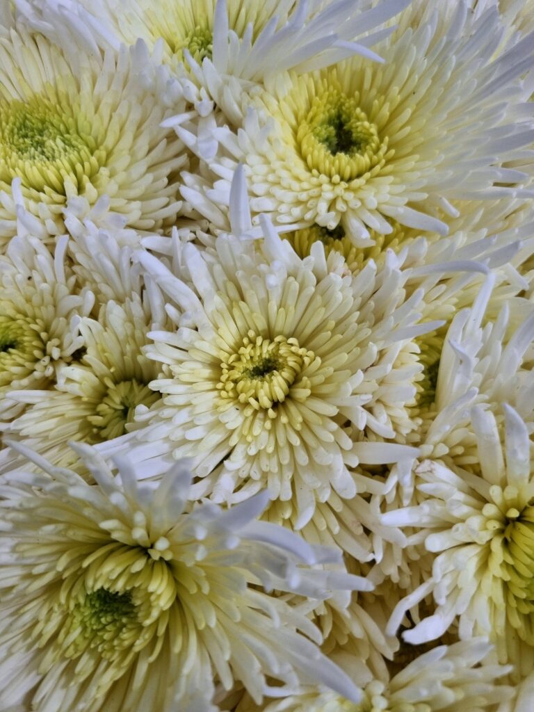 CRISANTEMO SHEENA WHITE (MACARRAO)