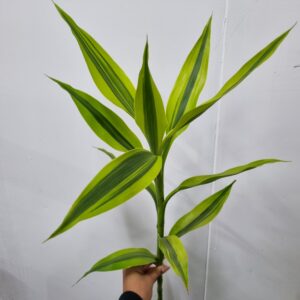 DRACENA VARIADA