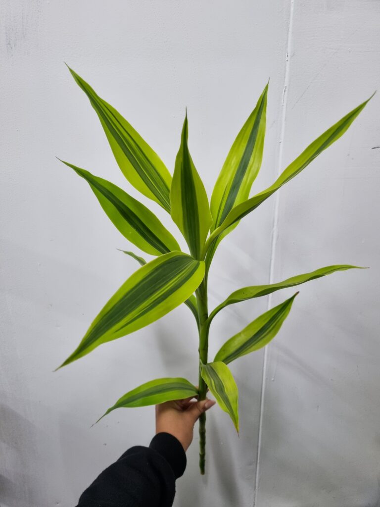 DRACENA VARIADA