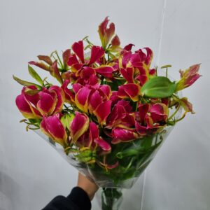 GLORIOSA MÇ