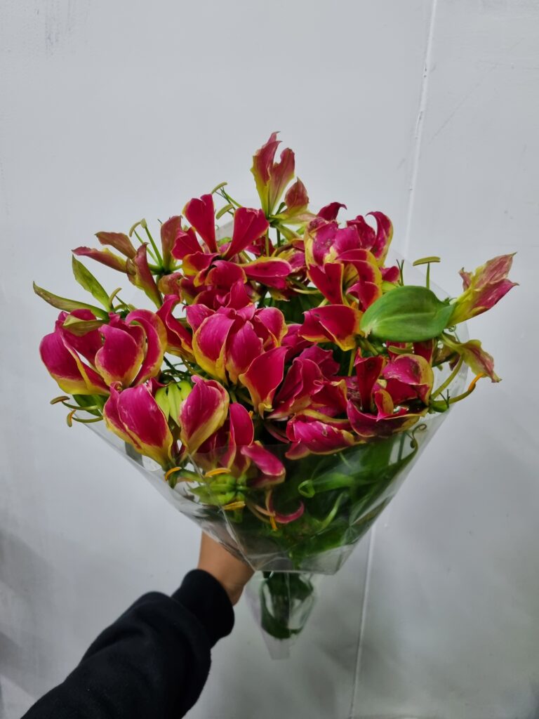 GLORIOSA MÇ