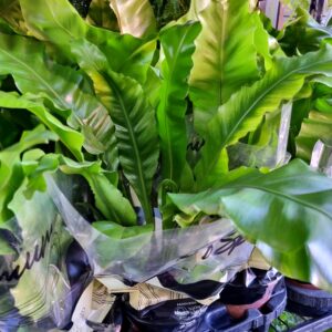 VASO ASPLENIUM P15 NIDUS