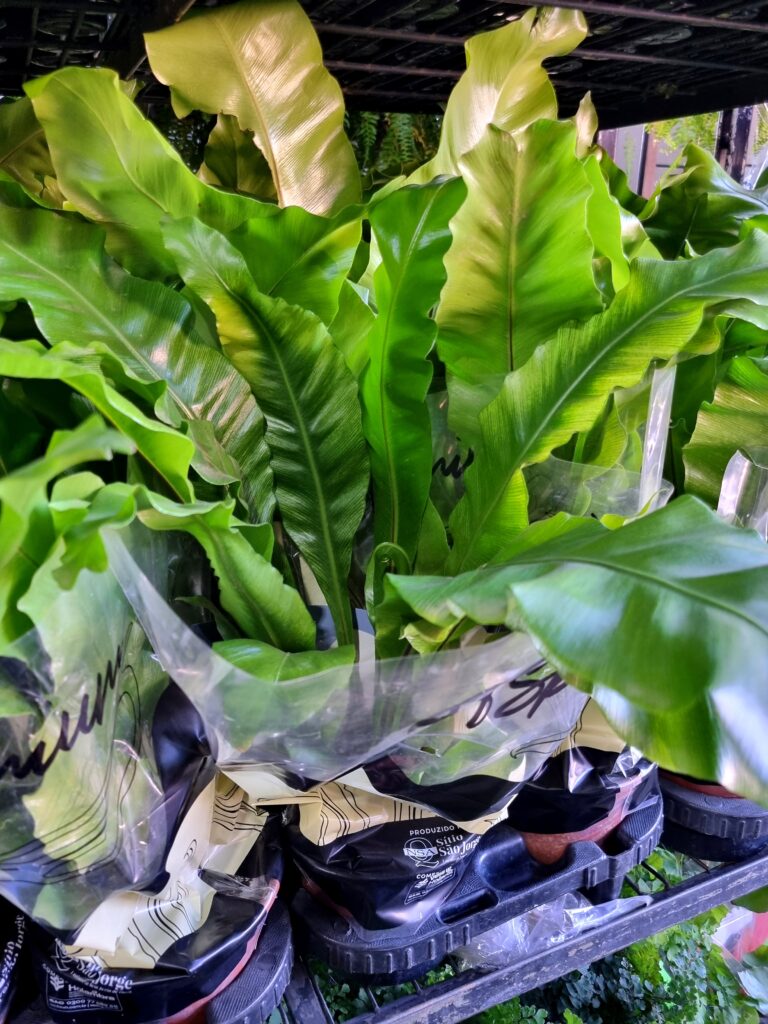 VASO ASPLENIUM P15 NIDUS