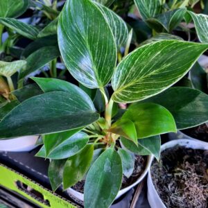 VASO PHILODENDRON BIRKIN P12