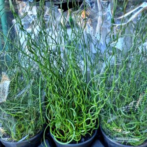VASO JUNCUS SPIRALIS P15
