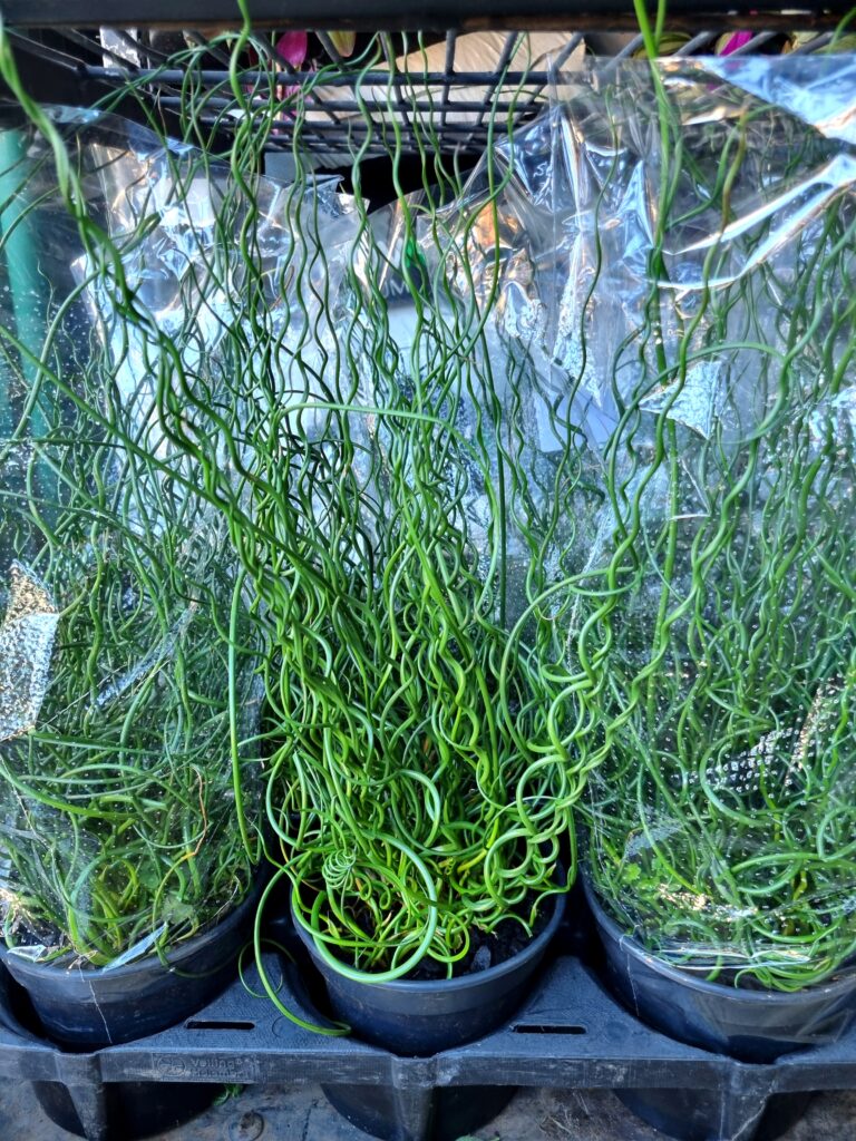 VASO JUNCUS SPIRALIS P15